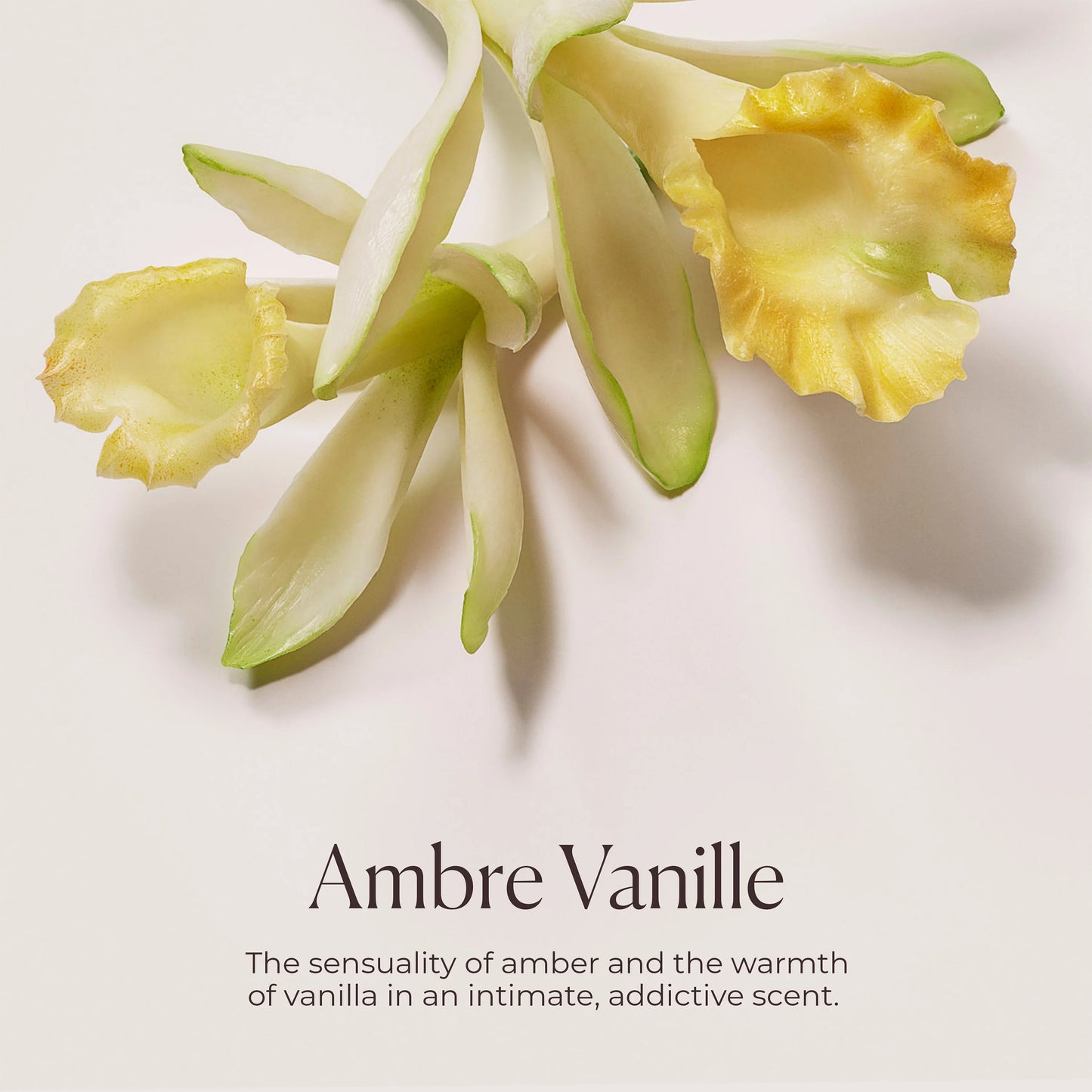 Ambre Vanille Honey Bath